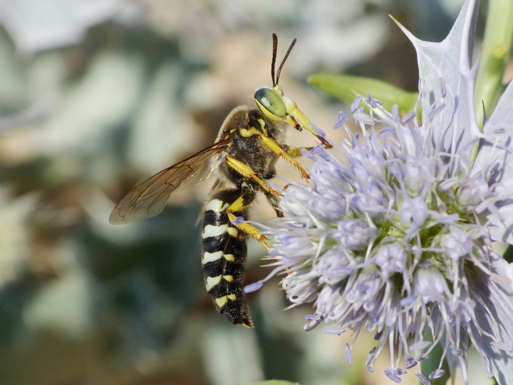 Crabronidae: Bembix rostrata (cf.)